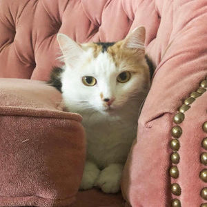 Meet your Posher, R.s